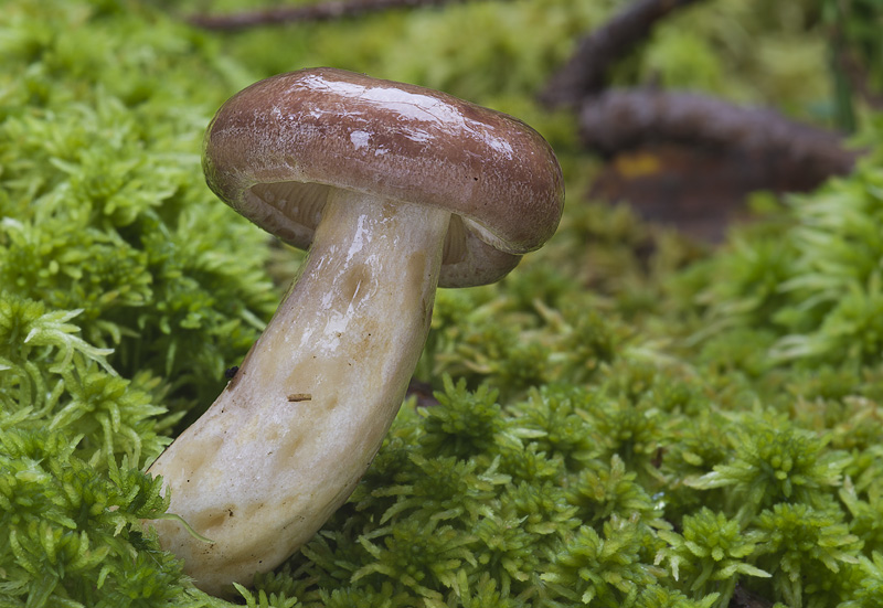 Lactarius hysginus